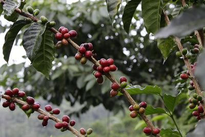 Colombia El Vergel Guava Banana